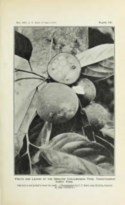 Chaulmoogra fruits and seeds photographed by Joseph F. Rock, 1921 | Amazing Women In History A chaulmoogra fruit is cut in half to reveal its seeds among whole fruits and leaves.